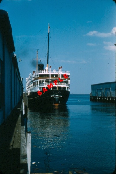 File:SS Evangeline 1954 a.jpg
