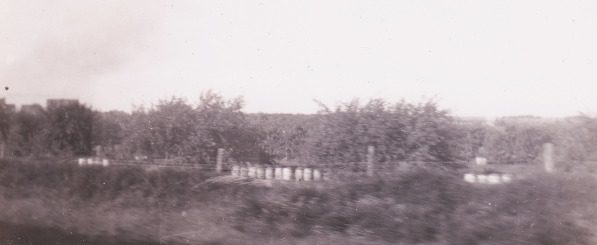 Orchard from train.jpg