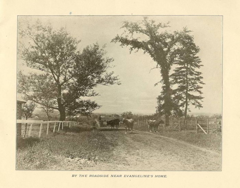 1903-LANDOFEVANGELINE-P07.jpg