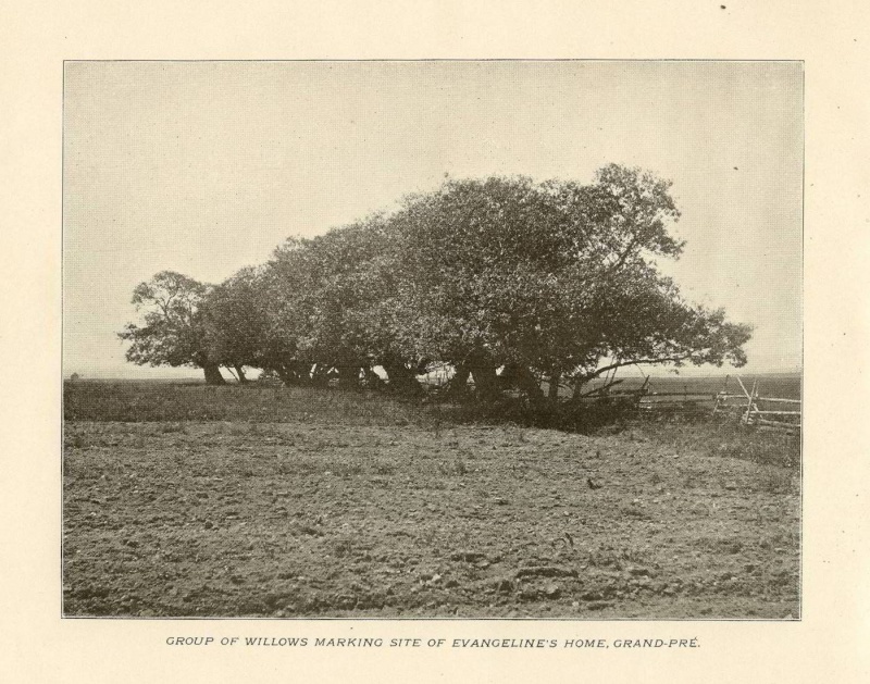 1903-LANDOFEVANGELINE-P10.jpg